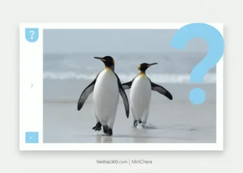 آیا پنگوئن ‌ها زانو دارند؟