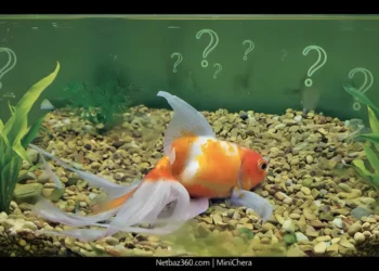 چرا ماهی ‌ها در آب می ‌خوابند؟