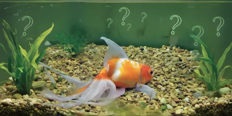 چرا ماهی ‌ها در آب می ‌خوابند؟